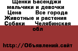 Щенки Басенджи ,мальчики и девочки › Цена ­ 1 - Все города Животные и растения » Собаки   . Челябинская обл.